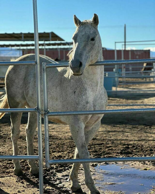 Gray gelding