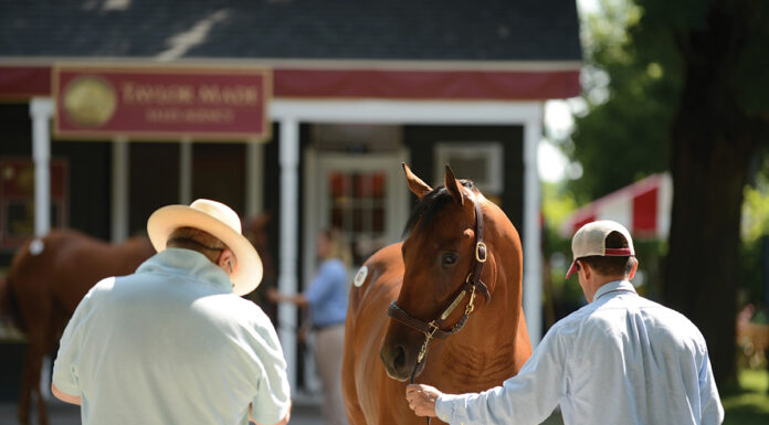 Buyer inspects a horse at a Thoroughbred yearling sale