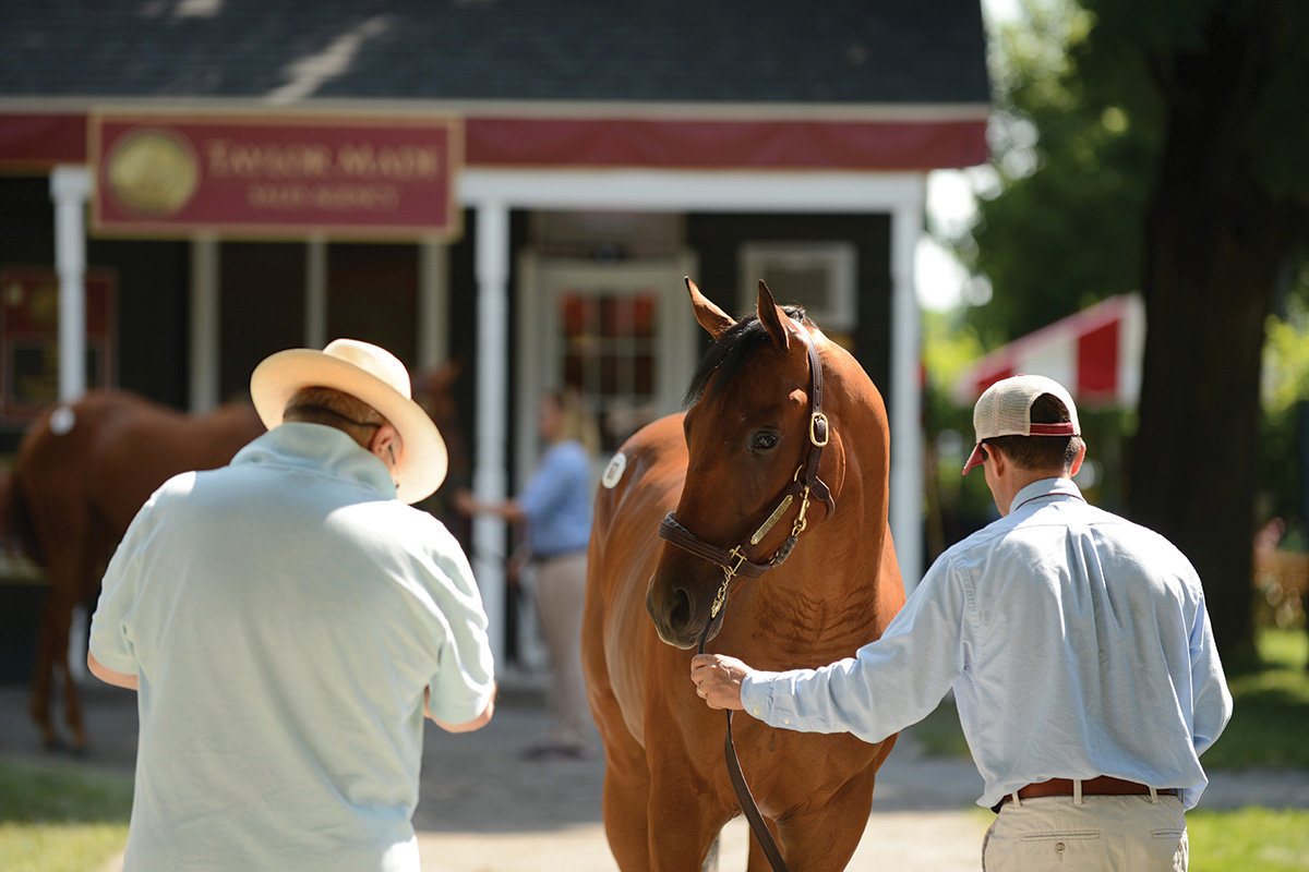 Buyer inspects a horse consigned by Taylor Made at a Thoroughbred yearling sale