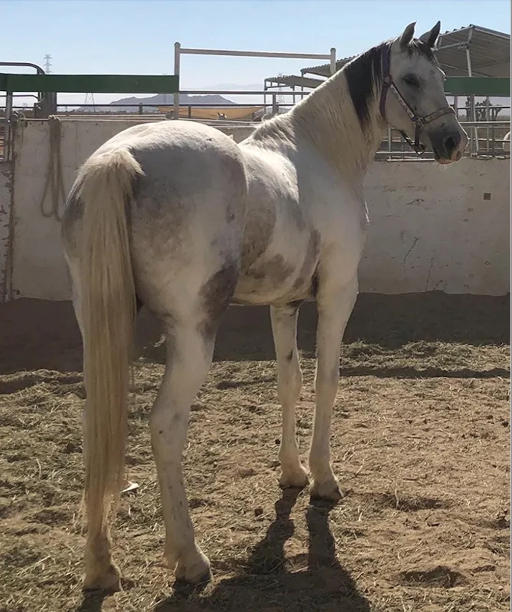 A gray mare at the rescue.