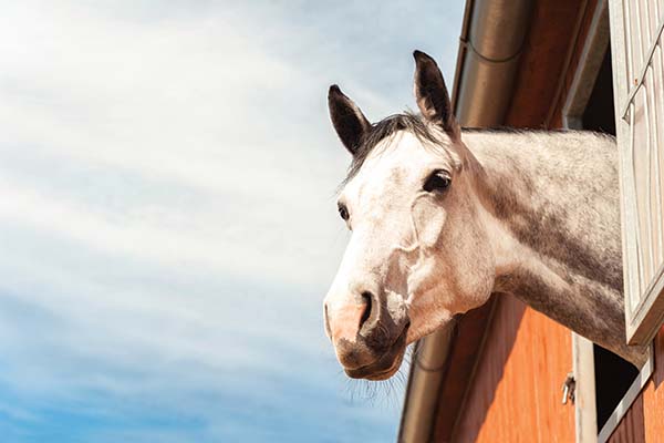 Horse puzzle feeder