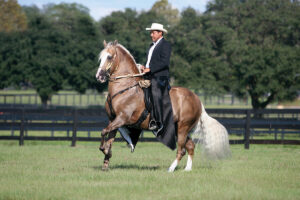 Breed Portrait: Trote y Galope