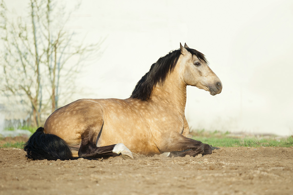 This vet thought she was helping a dun horse like this one, but instead she was helping an unlikely animal