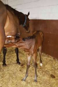A foal nursing from the mare. The mare was later rehomed to the foal's owner after she lost her heart horse