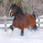 A fuzzy horse trots through the snow
