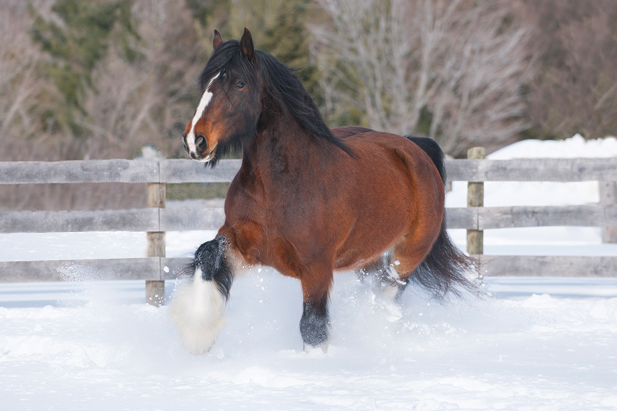 A fuzzy horse trots through the snow