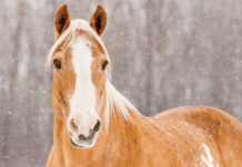 A palomino Paint Horse in the snow