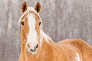 Winter Horse Care FAQs