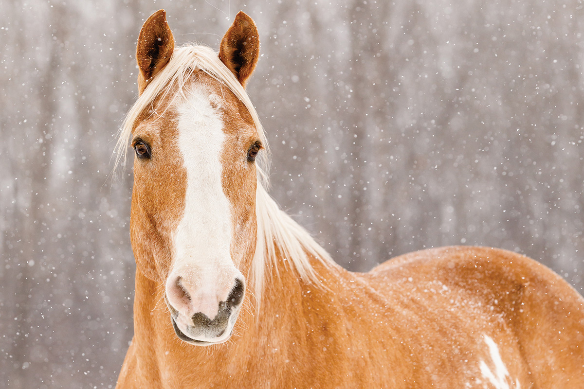 A palomino Paint Horse in the snow