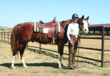 western dressage horse