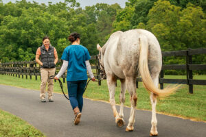 Manage Your Horse’s Joint Pain with Pro-Stride APS, a Non-steroidal Treatment for Osteoarthritis and Musculoskeletal Injuries