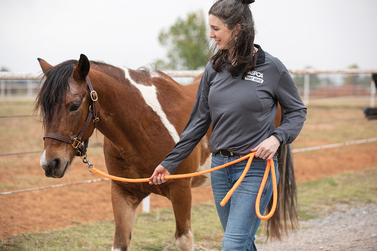 ASPCA Adopt a Horse Month