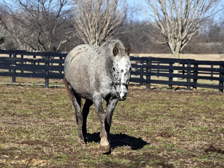 ASPCA Right Horse Adoptable Horse of the Week: Angel