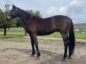 ASPCA Right Horse Adoptable Horse of the Week: Beignet