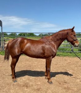 ASPCA Right Horse Adoptable Horse of the Week: Cat (Cutters D Bar Chex)