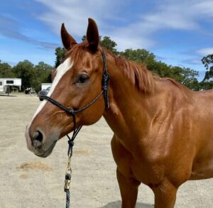 ASPCA Right Horse Adoptable Horse of the Week: Halo
