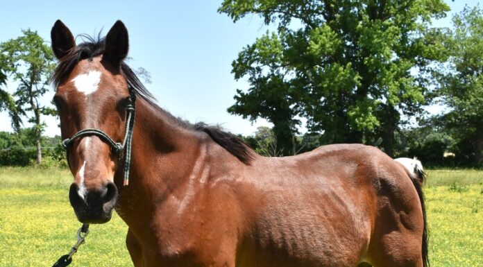 Adoptable horse Kiowa