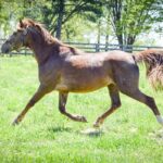 Adoptable horse Moxie.