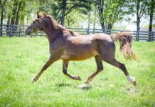 Adoptable horse Moxie.