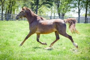 ASPCA Right Horse Adoptable Horse of the Week: Moxie