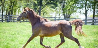 Adoptable horse Moxie.