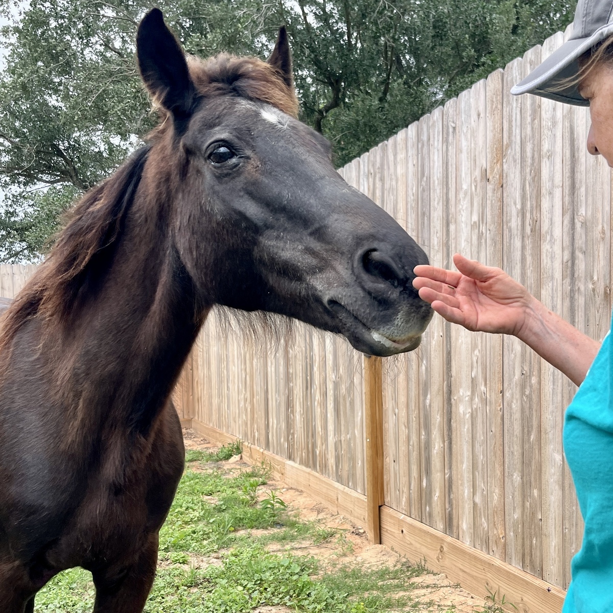 Adoptable horse Raven.