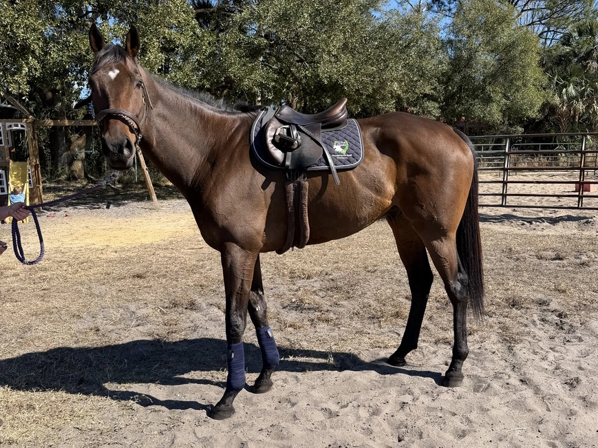 Adoptable horse Scar.