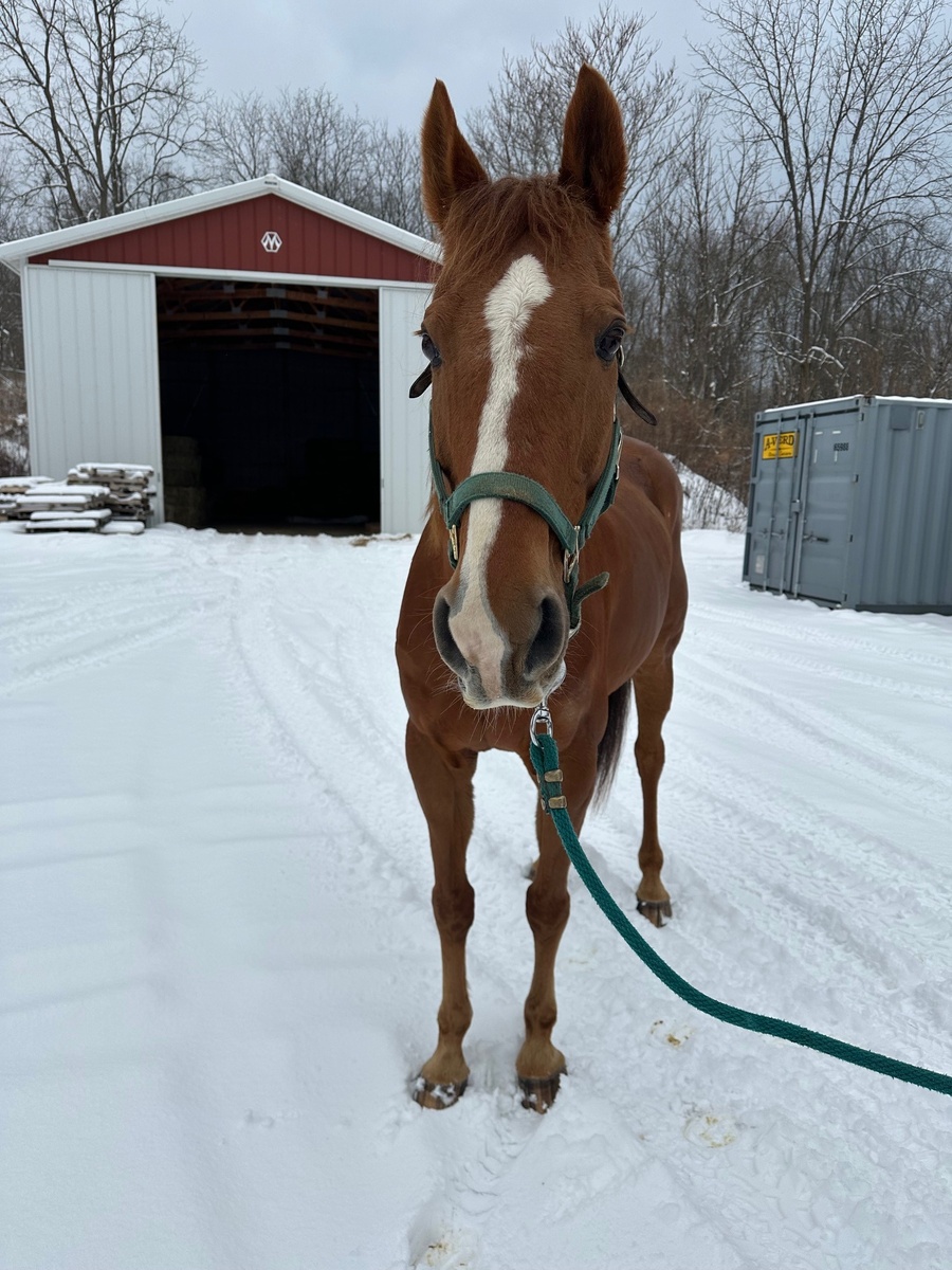 Adoptable horse Stephan.