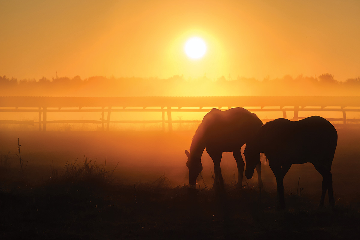 Horses at sunset