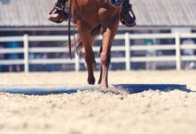 Arena Footing 101 Horse arena footing.