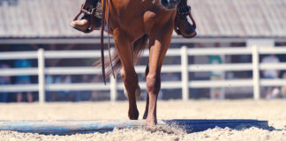 Horse arena footing.