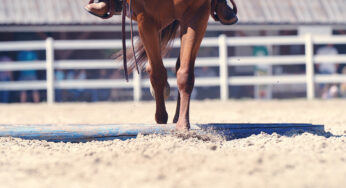 101 Eventing Tips: Essentials For Combined Training And Horse