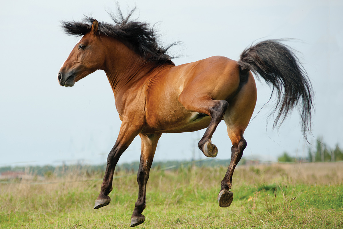 A pony kicks up in a field