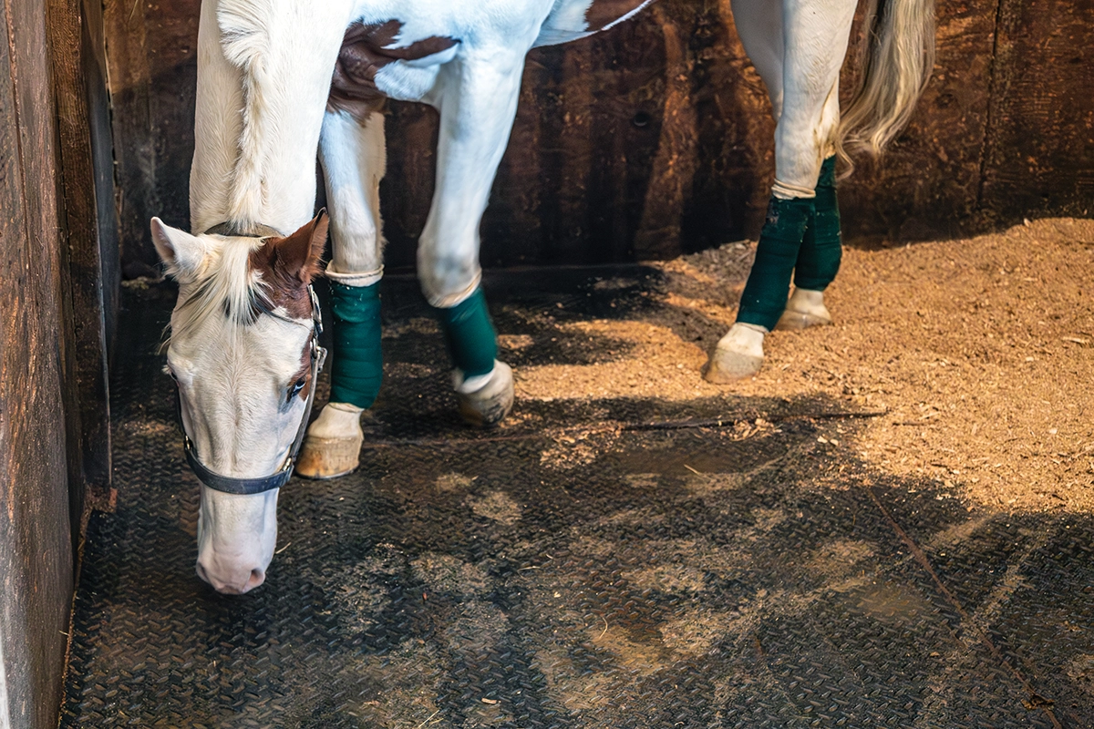 Stall mats in a horse's stall, which are an important component for barn building.