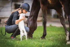 Barn Dog Safety