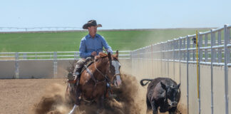 A cowboy aboard a sorrel horse performing cattle work