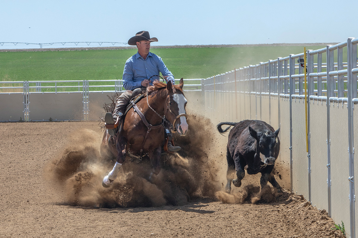 A cowboy aboard a sorrel horse performing cattle work