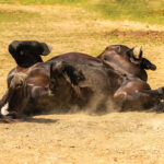 An Overview of Cecal Impaction Colic A horse rolling.