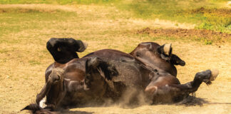A horse rolling.