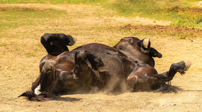 A horse rolling.