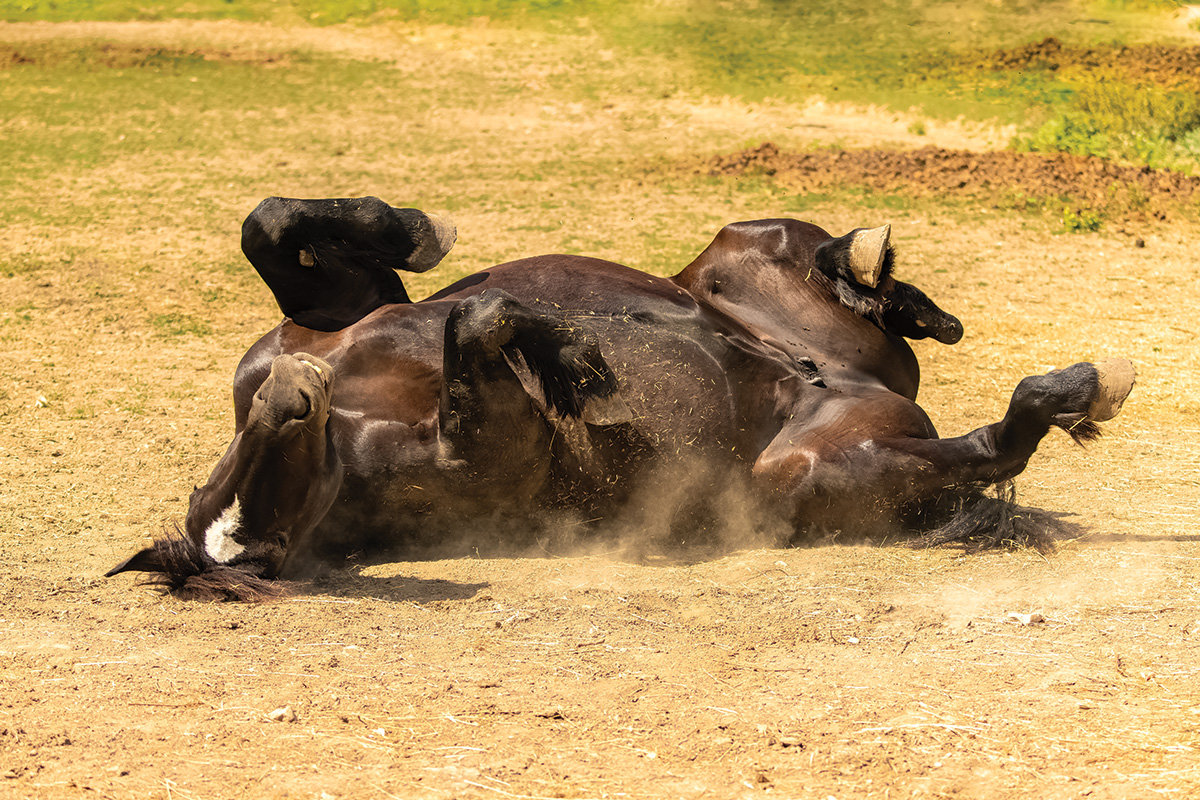 A horse rolling.