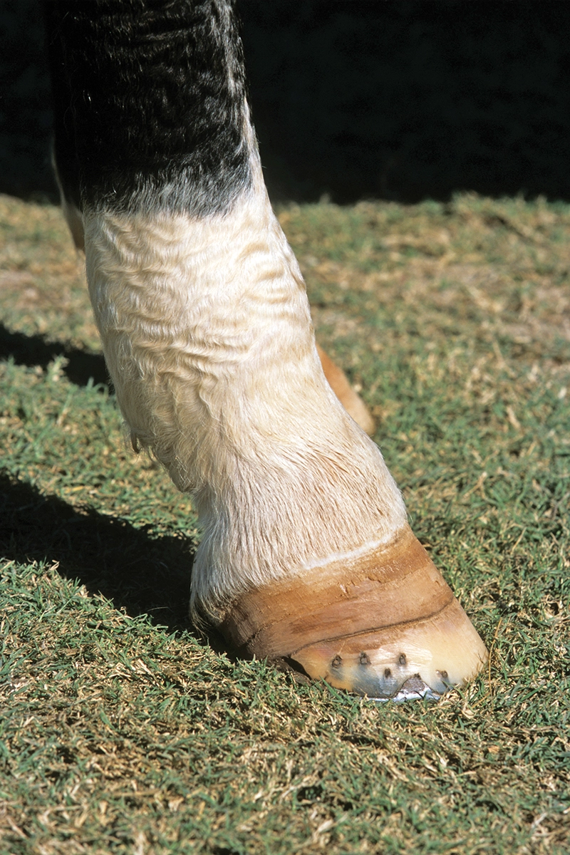 A horse's leg with cellulitis.