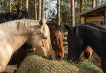 Horses eating hay. Choosing the right hay type is an important part of equine nutrition.