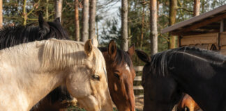 Horses eating hay. Choosing the right hay type is an important part of equine nutrition.