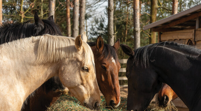 Horses eating hay. Choosing the right hay type is an important part of equine nutrition.