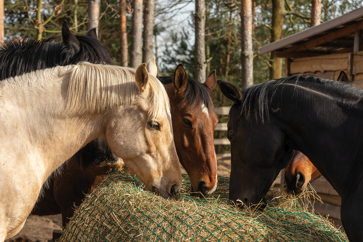 Horses eating hay. Choosing the right hay type is an important part of equine nutrition.