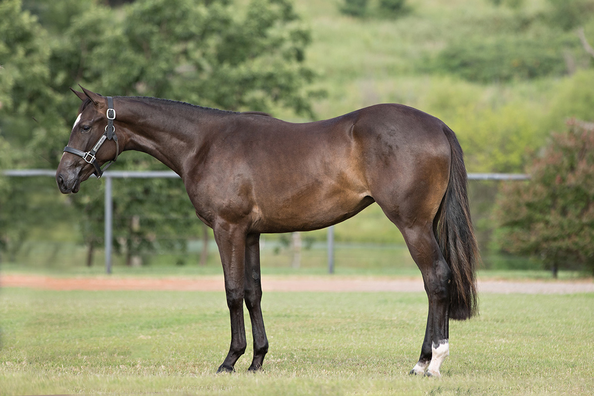 Dark Brown Horse