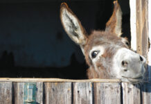 A donkey peeks out over a stall door