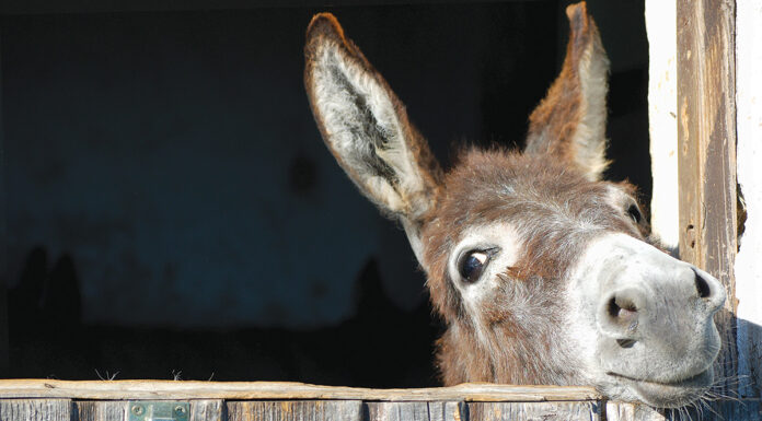 A donkey peeks out over a stall door