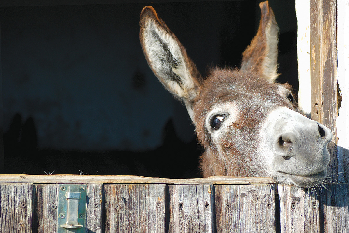 A donkey peeks out over a stall door